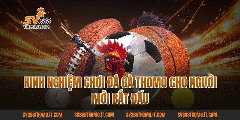 Kinh nghiệm chơi Đá gà Thomo cho người mới bắt đầu